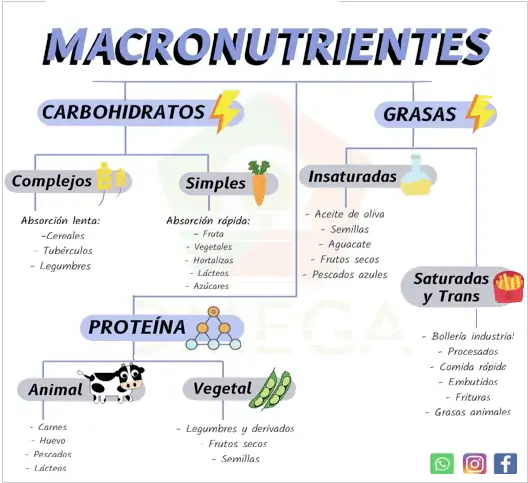 macronutrientes