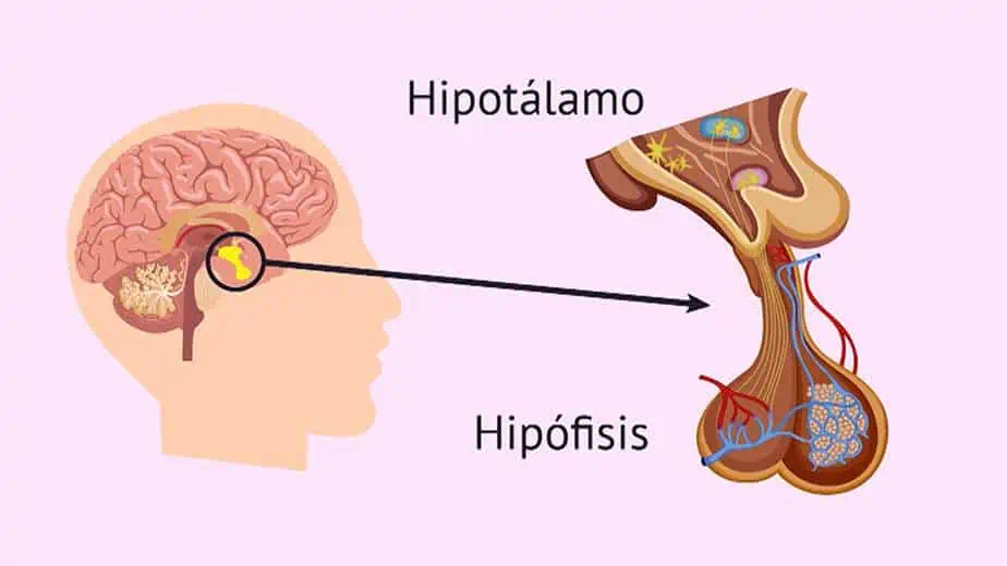 hipotálamo e hipófosis